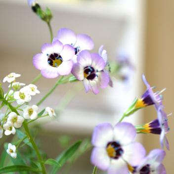 Product image 4 for Seed Paper Calendar